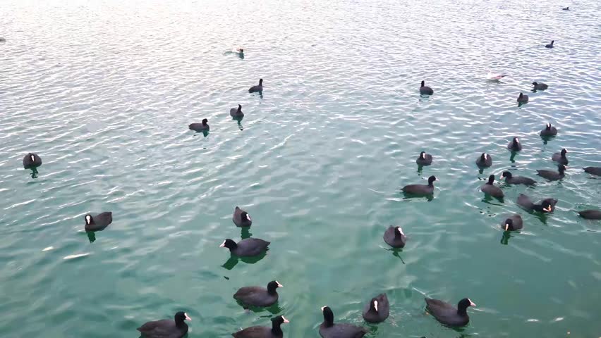 Coots and seagulls swimming in the sea within the fishing harbor.