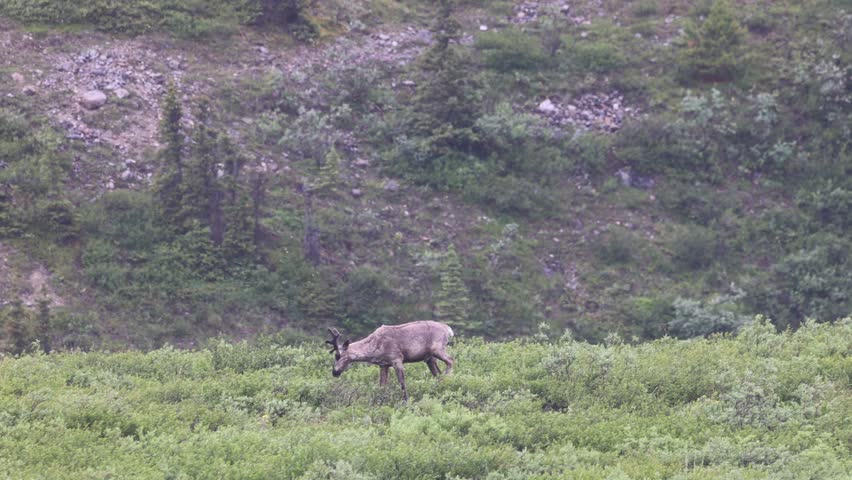 Woodland Caribou walking in Stone Mountain Provincial Park British Colombia Canada