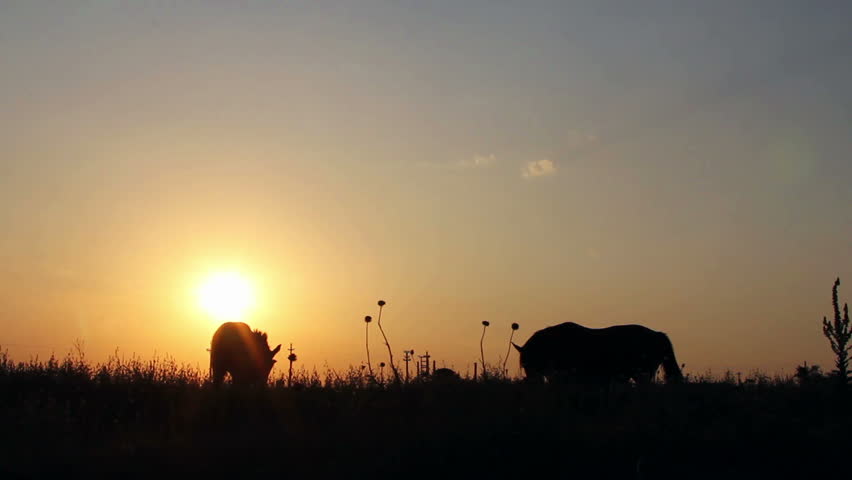 Silhouettes of horses in the field at sunset ...