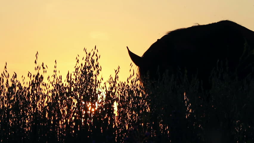 Silhouettes of horses in the field at sunset ...