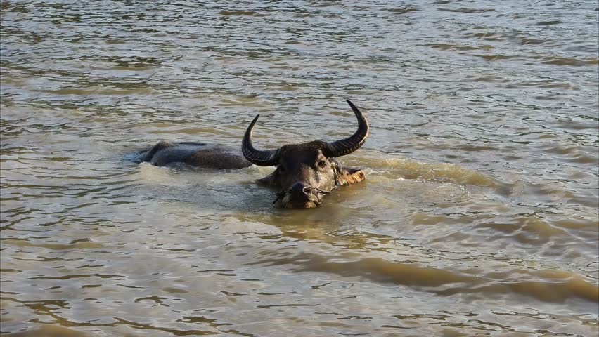 Buffaloes are soaking in the lake water