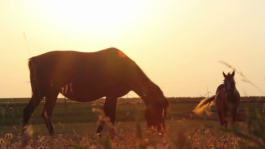 Horses at sunset ...