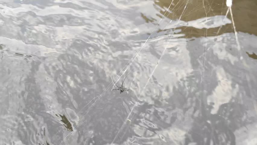 Macro video of tiny black spider suspended on thin silk web strands above rippling water surface. Natural pond, river, and aquatic habitat. Calm outdoor scene. 4K
Close up footage of small dark spider hanging motionless on delicate web over murky water with light reflections. Gentle ripples and sunlight. Peaceful nature, pond, and river environment. 4K.
