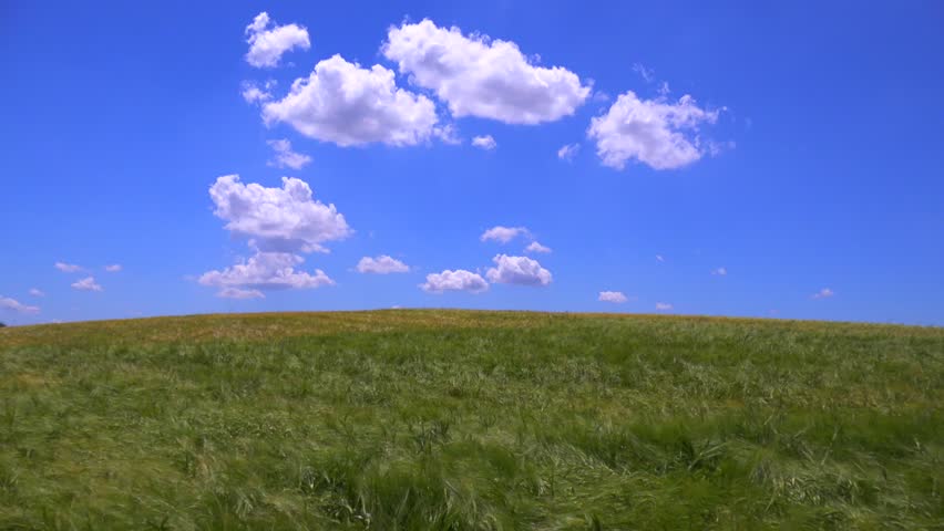 Green wheat field under vast blue sky with fluffy white clouds.