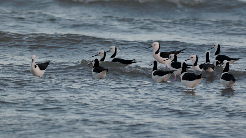 a flock of pied stilts wading the waters edge of the mudflats at oyster point in cleveland, queensland