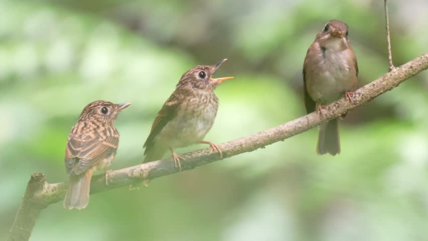 Three small brown songbirds, including two speckled fledglings and an adult, perched together on a tree branch interacting in a vibrant green forest.