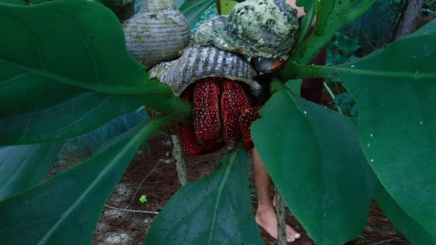 Hermit crabs sitting in a tree, amazing family of hermit crabs nestled on a tree branch