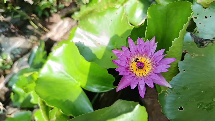 Purple Water Lily Flower Blooming on Pond in Natural Sunlight