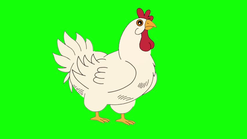 White Chicken Cartoon Character Standing Animation Frames Isolated on Green Screen