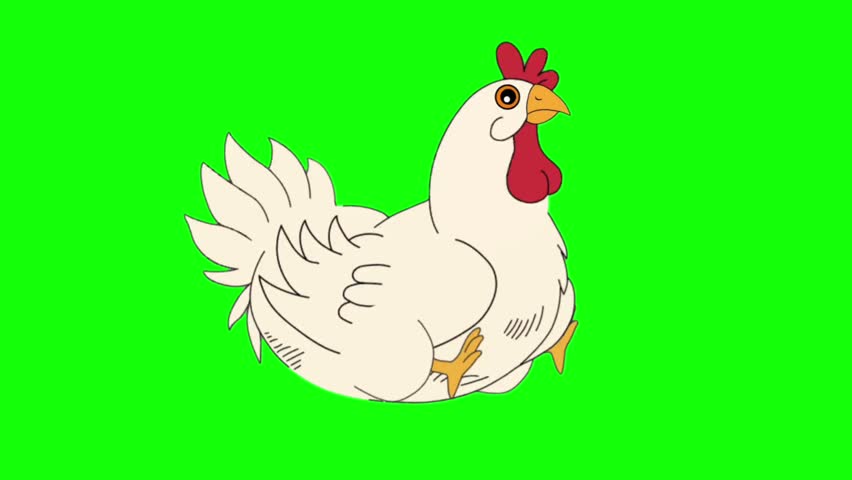 White Chicken Cartoon Character Sitting Talking Animation Frames