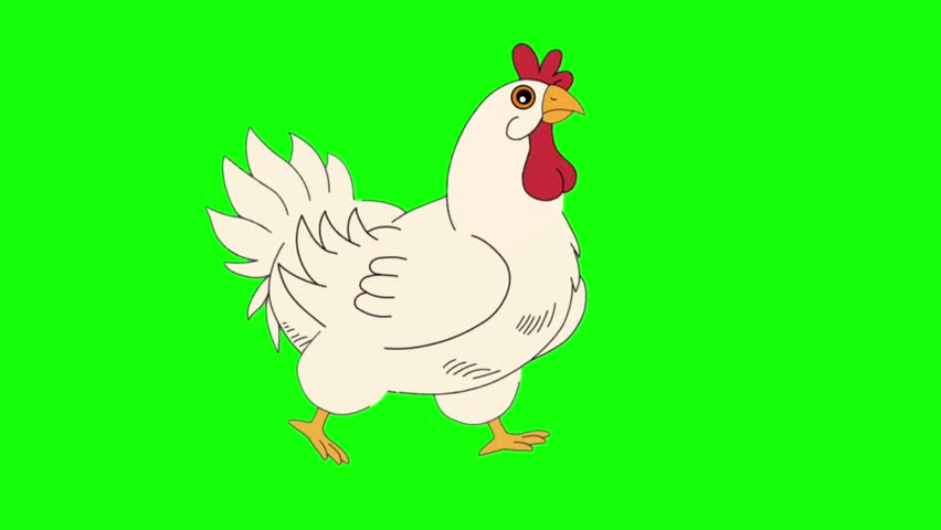 White Chicken Cartoon Character Running Talking Animation Frames