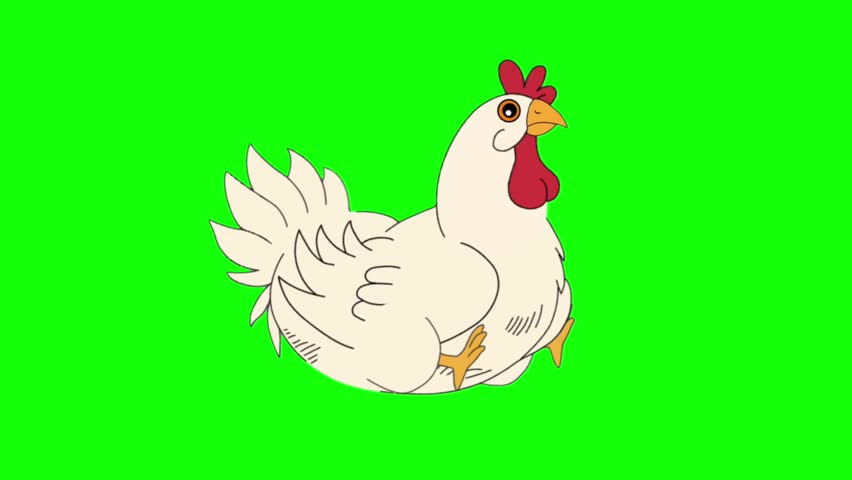 White Chicken Cartoon Character Sitting Animation Frames Isolated