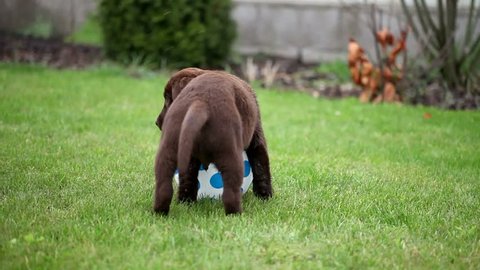 chocolate labrador puppy playing with a ball