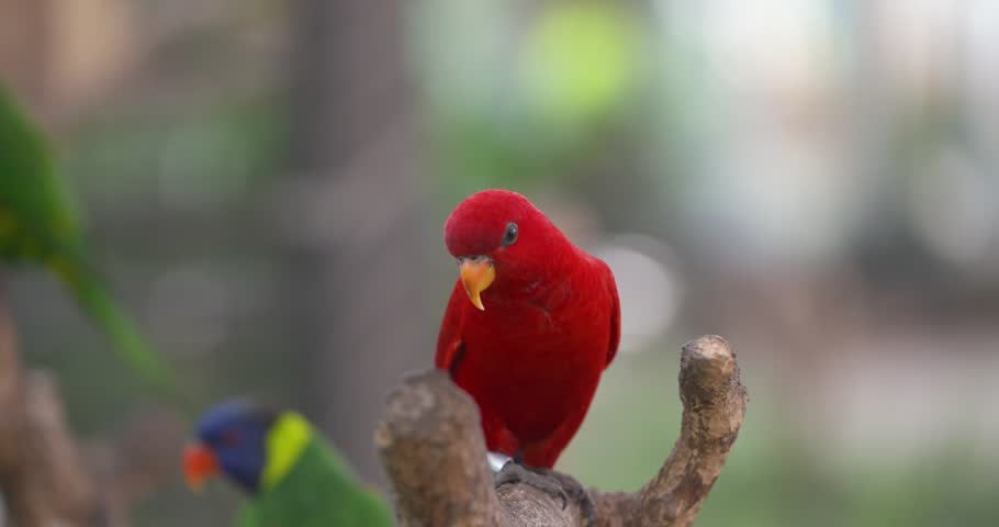 Vivid red lory with orange beak perches on branch while another colorful parrot blurs in background at Jeju Bird Park