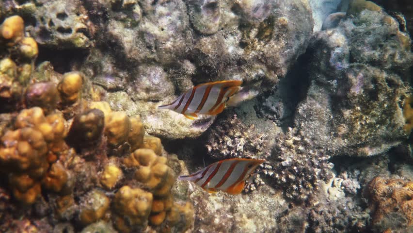 Copperband butterflyfish, Chelmon rostratus, swimming and foraging near hard coral reef, tropical ocean environment, underwater nature documentary, marine life behavior.