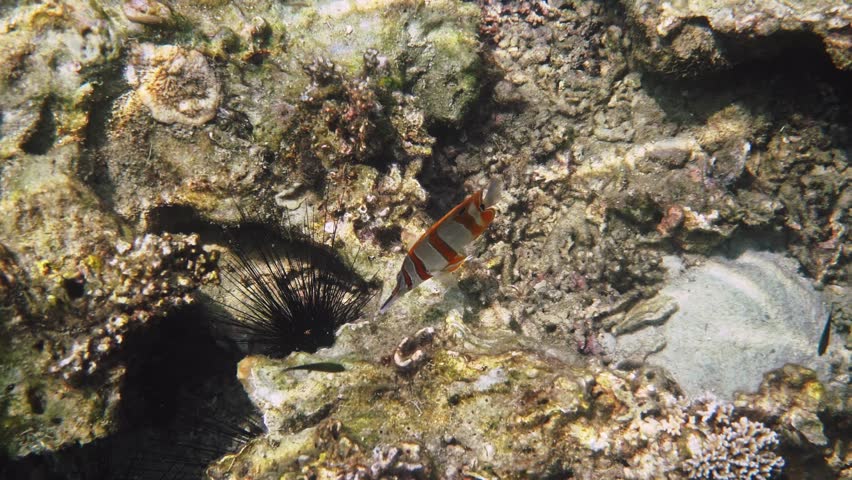 Copperband butterflyfish swimming past sea urchin, Chelmon rostratus near Diadema setosum, tropical coral reef ecosystem, underwater marine life photography