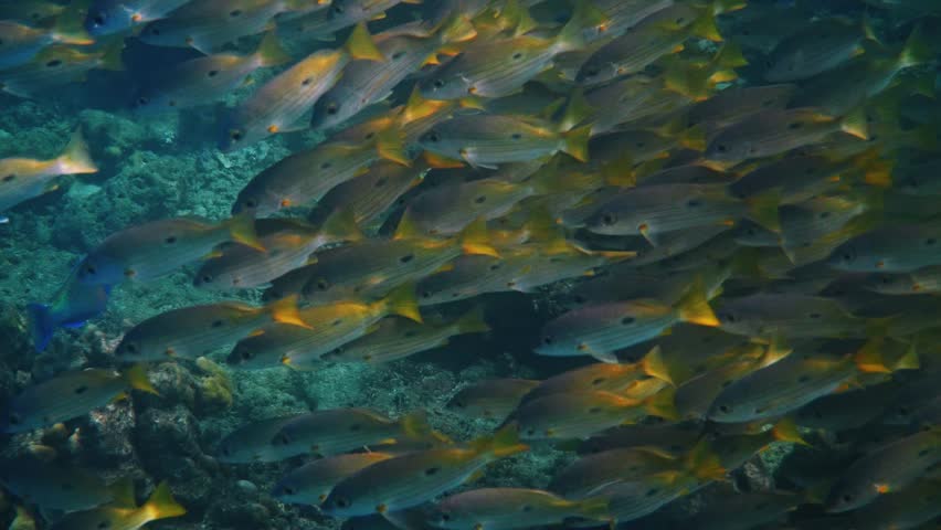 Blackspot Snapper school swimming through blue water, Lutjanus fulviflamma in large group near coral reef, marine biology research, underwater nature background