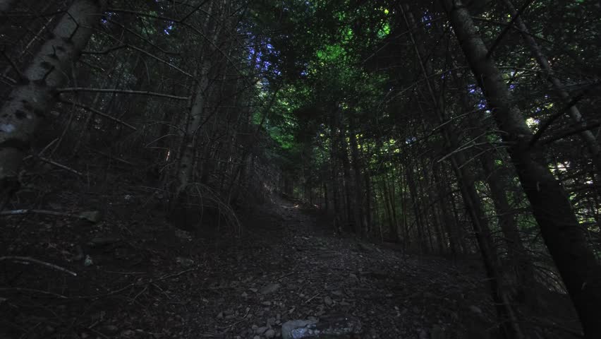 A narrow rocky trail climbs through dense conifer trees with deep shadows on both sides. Stone fragments, dry leaves and branch debris shape an enclosed passage under low forest light.