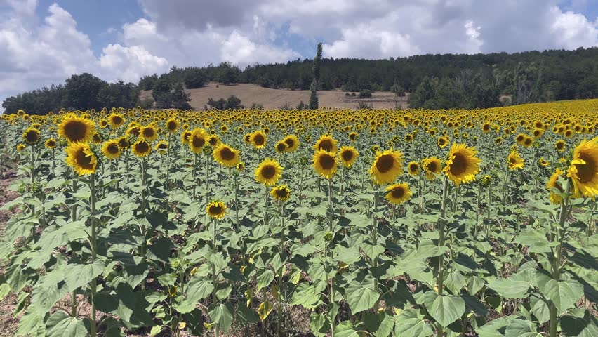 Sunflowers blooming in summer field under blue sky.Wide panning view of vibrant yellow sunflowers growing in rural agricultural landscape with clouds.