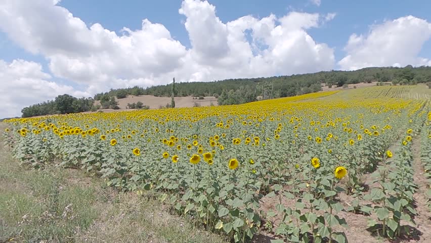 Sunflowers blooming in summer field under blue sky.Wide panning view of vibrant yellow sunflowers growing in rural agricultural landscape with clouds.