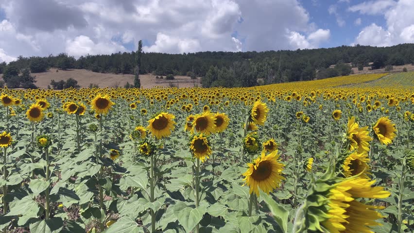 Sunflowers blooming in summer field under blue sky.Wide panning view of vibrant yellow sunflowers growing in rural agricultural landscape with clouds.
