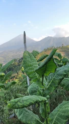 Green Tobacco Leaves with Mountain View. Close up view of green tobacco leaves growing in an agricultural field with a large mountain under a clear sky.