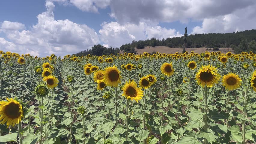 Sunflowers blooming in summer field under blue sky.Wide panning view of vibrant yellow sunflowers growing in rural agricultural landscape with clouds.