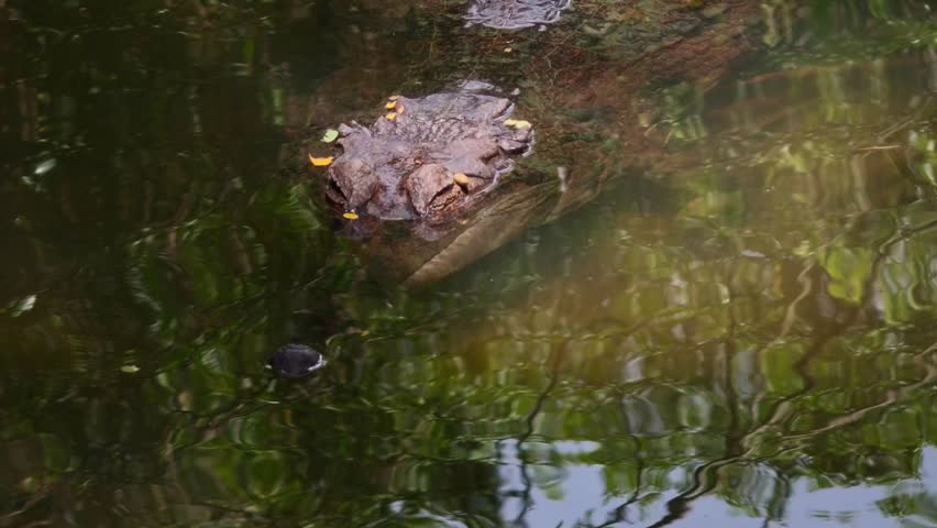 Close-up static shot of a False Gharial freshwater crocodile floating motionless near the surface of murky water with fallen leaves on its head and tree reflections rippling around it.