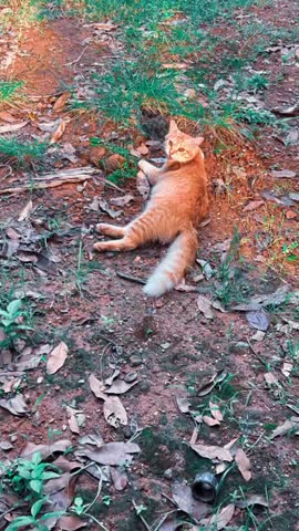 A relaxed cat lying down and resting peacefully.