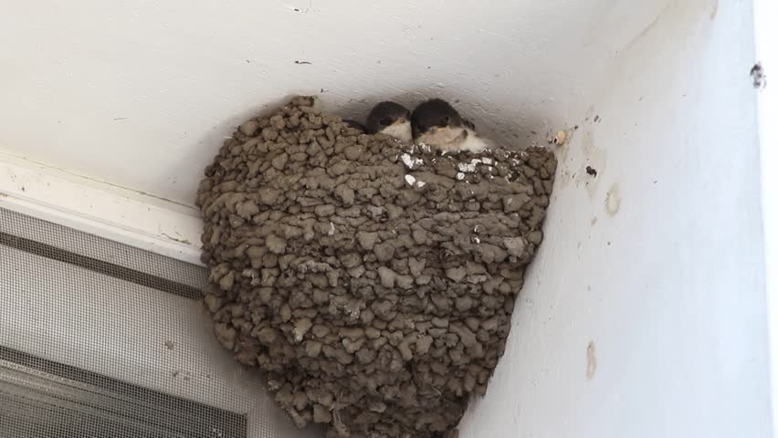 An adult Western house martin arrives at a mud nest under house eaves to feed three hungry nestlings opening their beaks.