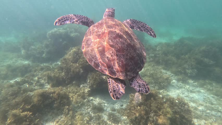 An old sea turtle swims quickly at great ocean depth with a small fish attached to its belly shell. Sunlight illuminates the coral reef and underwater world.
