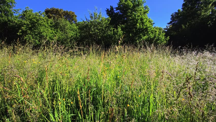Tall meadow grasses and seed heads rise beside a green woodland edge beneath clear blue sky. Bright daylight reveals mixed stems, yellow wildflowers and layered field vegetation.