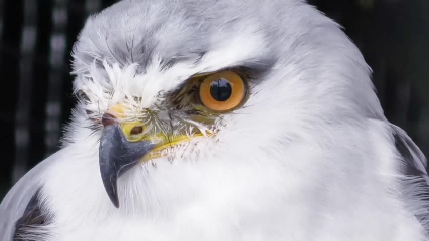 Close up of a hawk