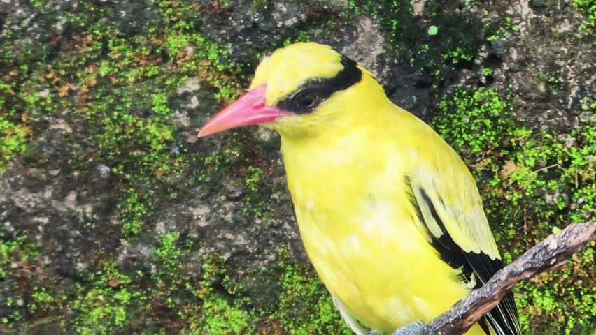 Yellow bird with black markings perched on branch against a mossy stone background, viewed from above. The bird