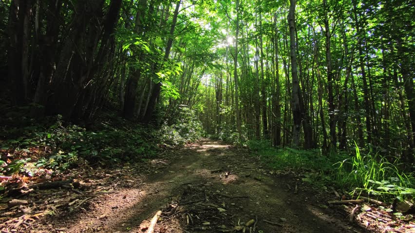 A narrow dirt path runs through a bright corridor of green woodland. Dappled sunlight crosses the trail while leaf litter and understory plants line both edges.