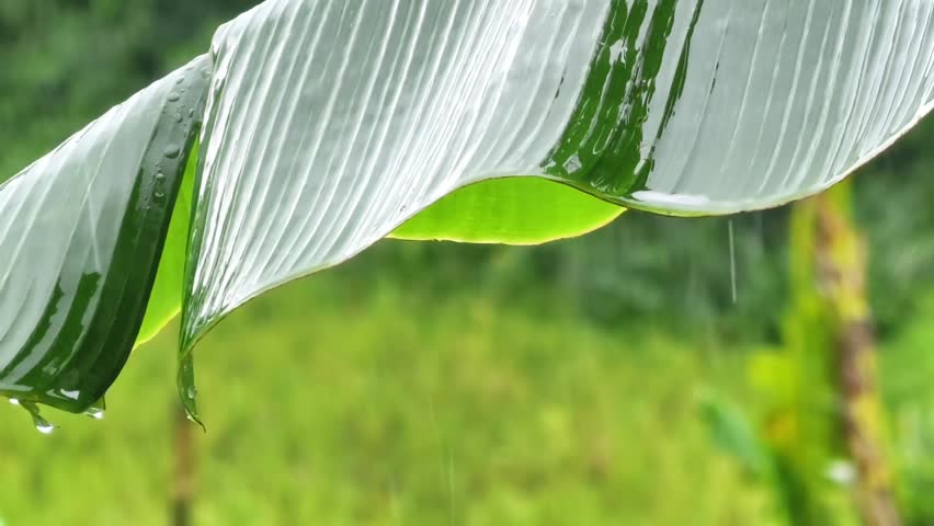 Close up of a banana leaf with raindrops during rainfall, green blurred background, natural outdoor setting, focus on textures and water droplets.