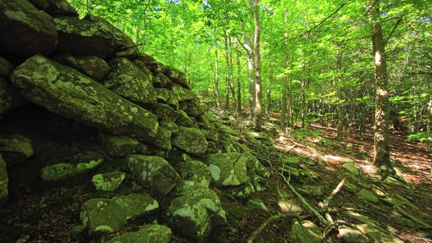 An old wall of stacked stones stands beside tree trunks marked with pale lichen. Rough rock surfaces, dry leaves and filtered canopy light define the shaded woodland setting.