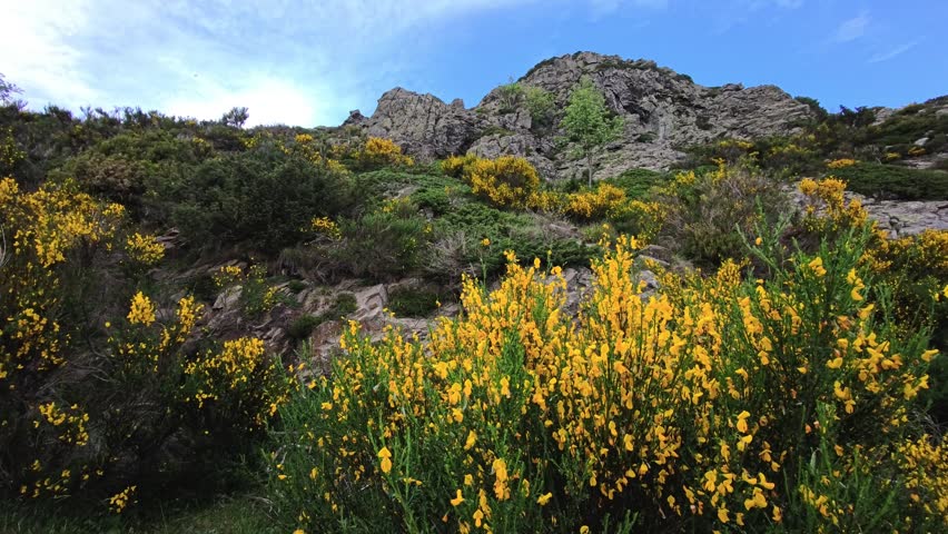 Yellow flowering shrubs grow among exposed stone outcrops across a rugged mountain slope. Green foliage and spring plants fill the spaces between weathered rocks and dense hillside vegetation.