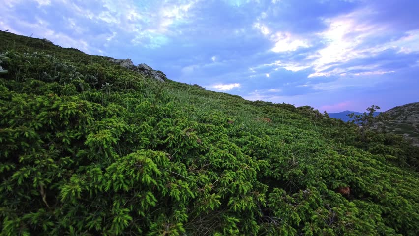 Dense green shrubs cover a rocky mountain slope beneath deep blue evening clouds. Exposed stones and scattered wild plants interrupt the vegetation, with distant ridges visible beyond the hillside.