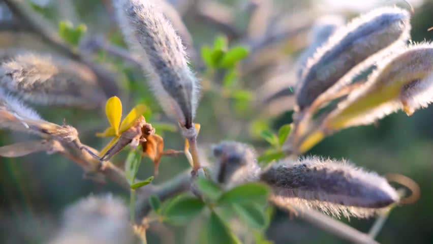 Macro View of Hairy Seed Pods on Wild Thorny Plant Backlit by Golden Sunlight in 4K