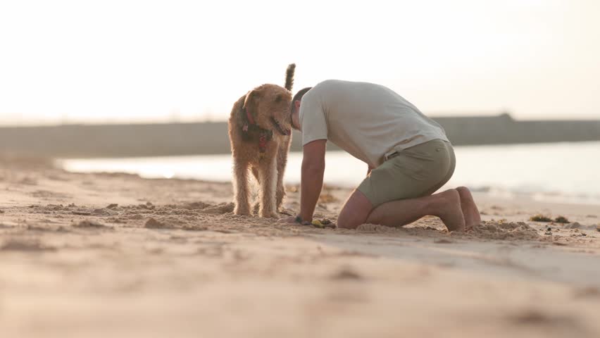 Man and airedale terrier dog playing on sandy beach at sunset