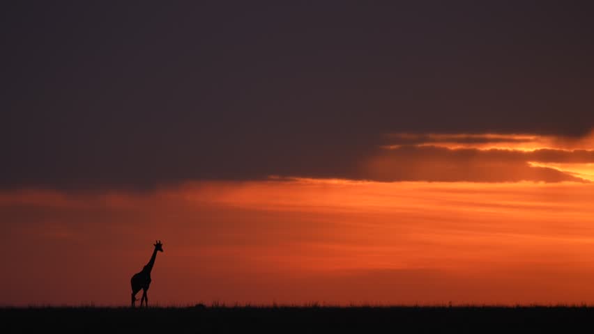 Lone Giraffe Silhouette Against Dramatic African Sunset Sky in Natural Wildlife Habitat