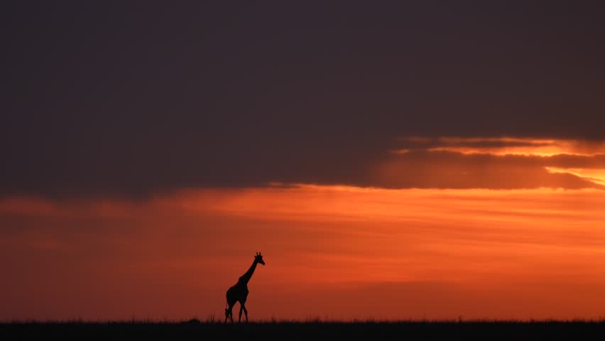 Majestic African Giraffe at Sunset with Vibrant Orange Sky Over the Savannah Plains