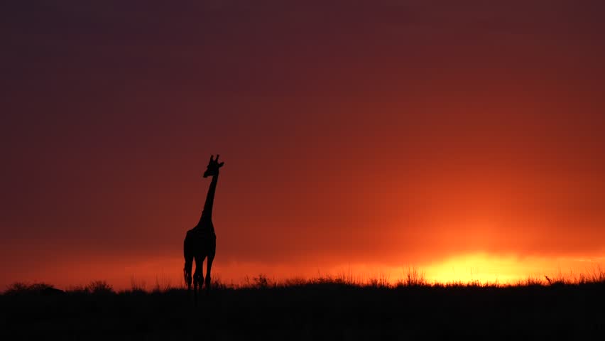 Lone Wild Giraffe Silhouetted Against a Glowing African Sunset Over the Open Savannah Plains