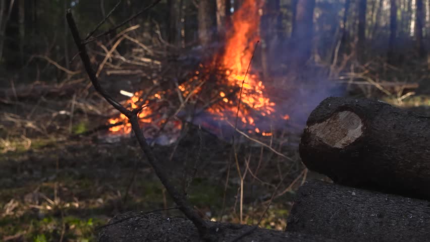 Burning pile of dry branches and logs in a forest during a controlled burn for land maintenance, with smoke rising and cut wood stacked in the foreground with bokeh background