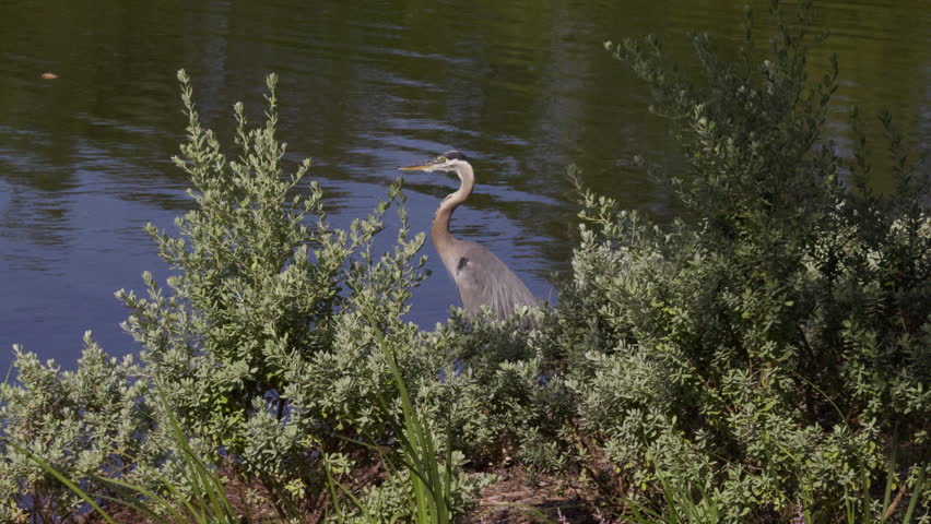 A majestic blue heron stands motionless at the edge of a tranquil Texas pond, hidden among lush green bushes, intently watching for fish to hunt under clear natural daylight.