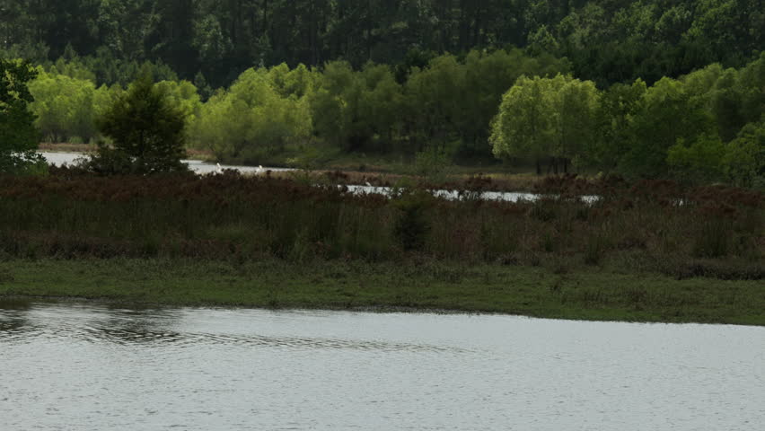 Graceful White Egrets in Flight Across Texas Wetlands
