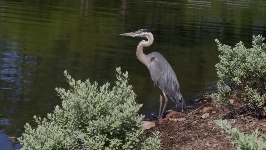 A solitary blue heron stands alert by a pond in Texas, surrounded by lush green foliage and shimmering water, poised to hunt fish. Bright natural light highlights serene, wild beauty.