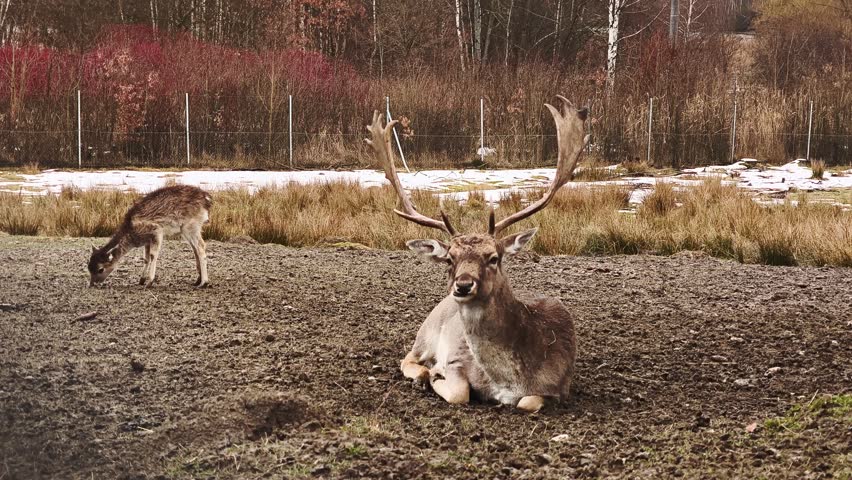 Majestic fallow deer buck with large antlers lying down and chewing cud. A young fawn grazes in the background in a woodland clearing