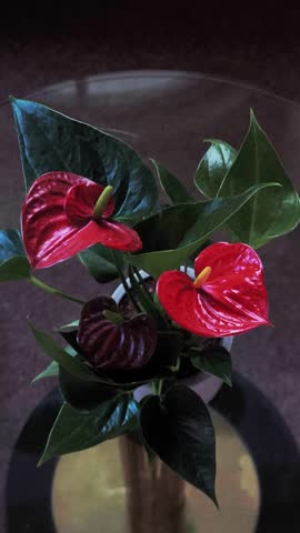 Vibrant red anthurium plant with glossy, heart shaped flowers and dark green leaves slowly rotating. The elegant houseplant sits on a table